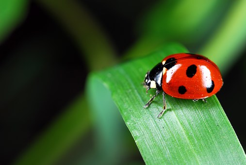 lucky ladybug
